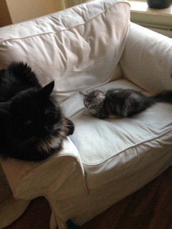 14 weken oud. Bij de nieuwe eigenaar